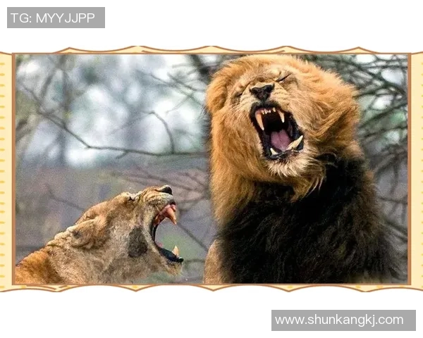 南墨尔本与布琳狮子激战正酣谁能在这场对决中笑到最后